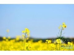 【赏花】这个地方这个时间这里看花