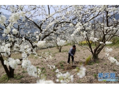 【重庆】黔江小南海镇 千树万树李花开