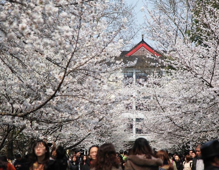 南京林业大学的"樱花大道"