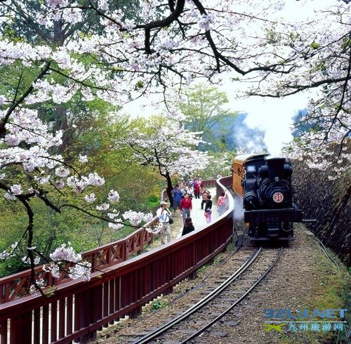 阿里山：雾里看花人若仙