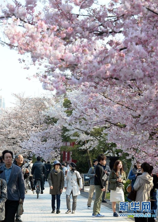 东京最是樱花烂漫时 惹人醉