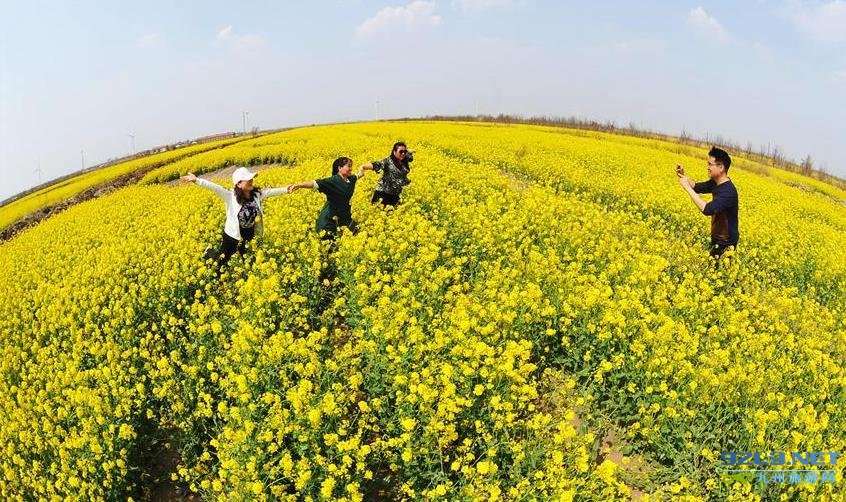 河北黄骅狼虎庄游人赏花踏青油菜花