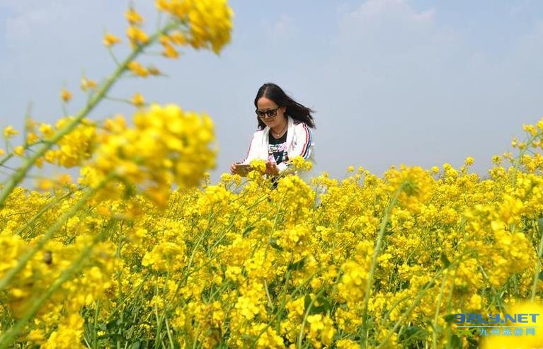 河北黄骅狼虎庄游人赏花踏青油菜花