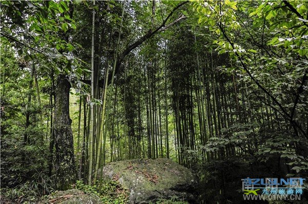 探访水源地——伏牛山天然矿泉水“润之泉”