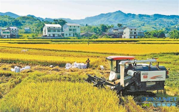 重庆金秋田园：万盛、綦江、垫江的水稻熟