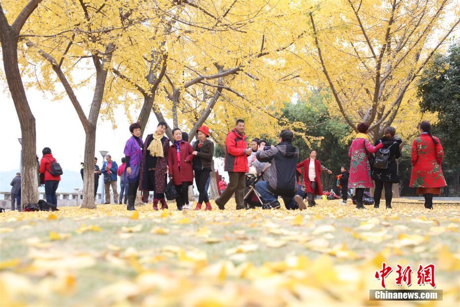 湖北：宜昌“不扫落叶” 留住秋韵与诗意