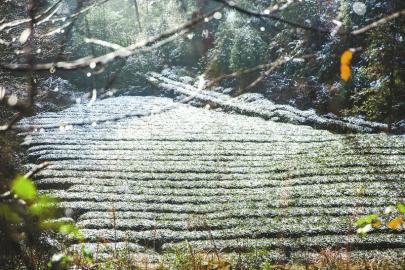 四川雅安：蒙顶山茶园迎来新年首场降雪