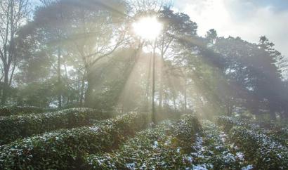 四川雅安：蒙顶山茶园迎来新年首场降雪