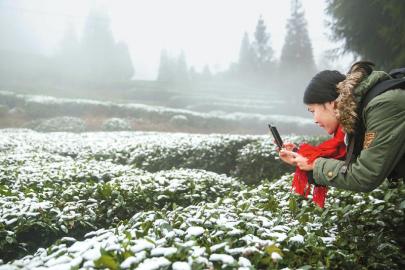 四川雅安：蒙顶山茶园迎来新年首场降雪