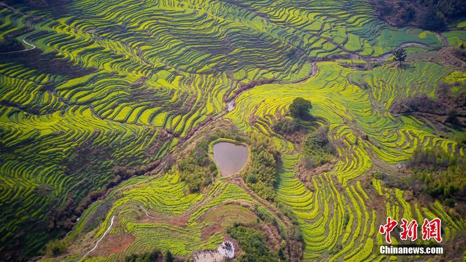 江西婺源：航拍篁岭梯田花海美景