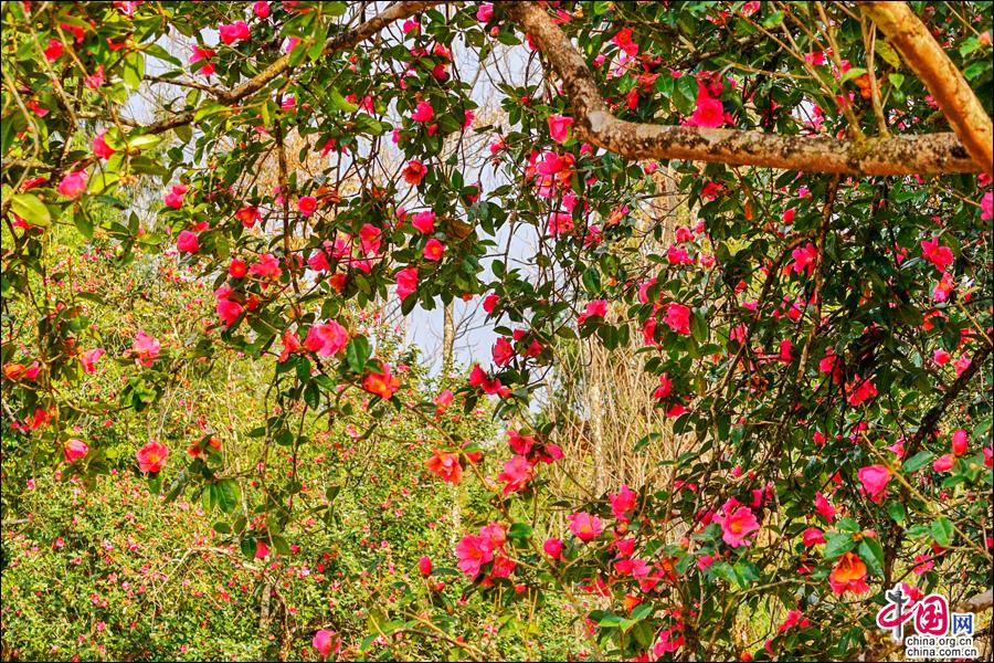 云南腾冲：高黎贡花海节油菜花独美