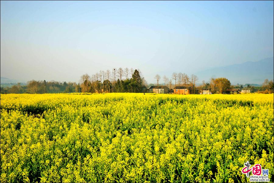 云南腾冲：高黎贡花海节油菜花独美