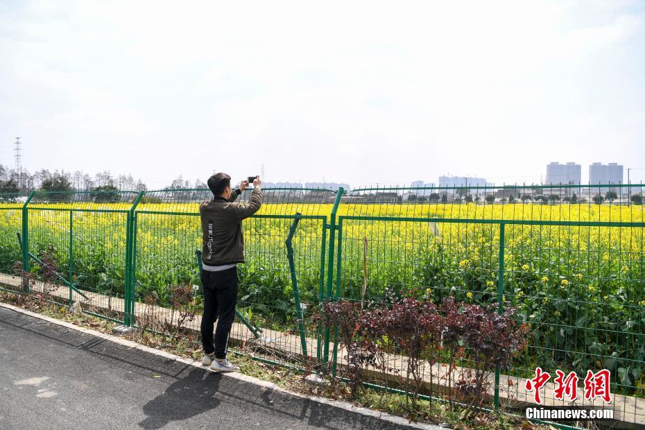 湖南长沙：高校油菜花田遭游客采摘 无奈“闭门谢客”