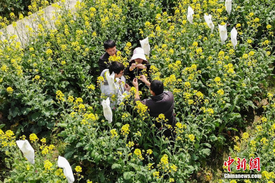 湖南长沙：高校油菜花田遭游客采摘 无奈“闭门谢客”