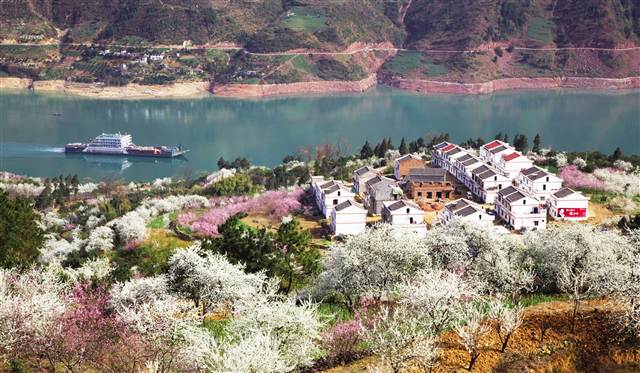 重庆巫山：首届长江三峡李花节昨日盛大开幕 将持续到4月10日结束