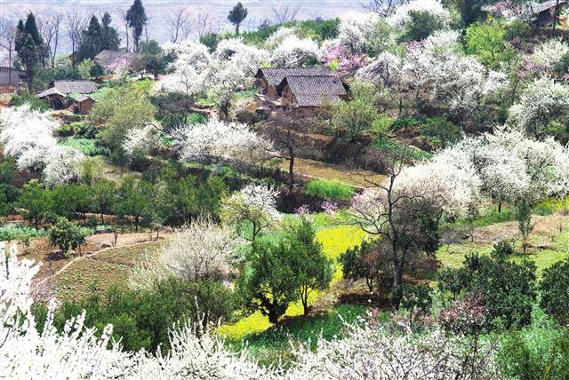 重庆巫山：首届长江三峡李花节昨日盛大开幕 将持续到4月10日结束