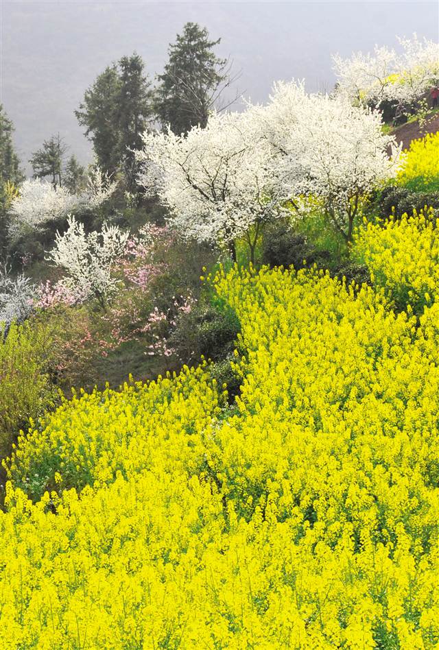 重庆巫山：首届长江三峡李花节昨日盛大开幕 将持续到4月10日结束