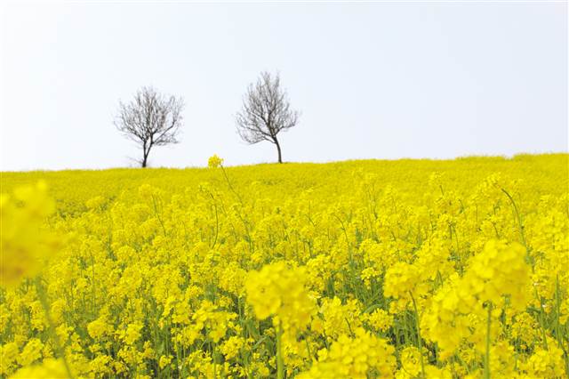 重庆渝北：百花争妍春光好，赏花踏青正当时