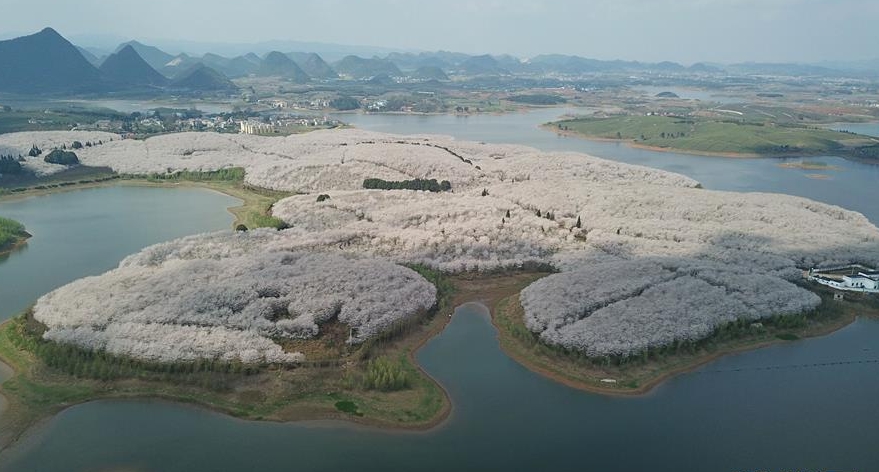 贵州贵安新区:红枫湖畔万亩樱花观光园内樱花盛开