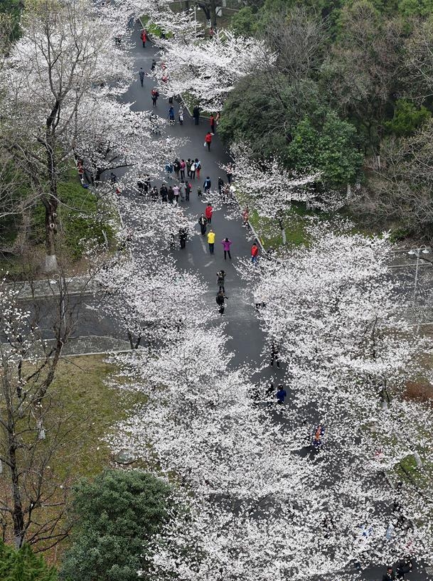 樱花盛开的校园：南京林业大学生态文化节开幕