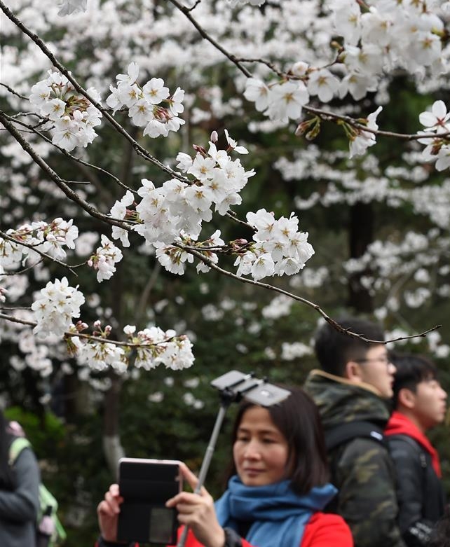 樱花盛开的校园：南京林业大学生态文化节开幕