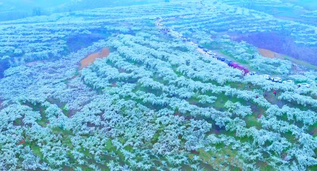 中国·西峡（田关孙沟）第九届李花节盛大开幕