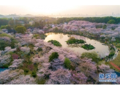 湖北武汉：东湖樱花园的樱花竞相绽放