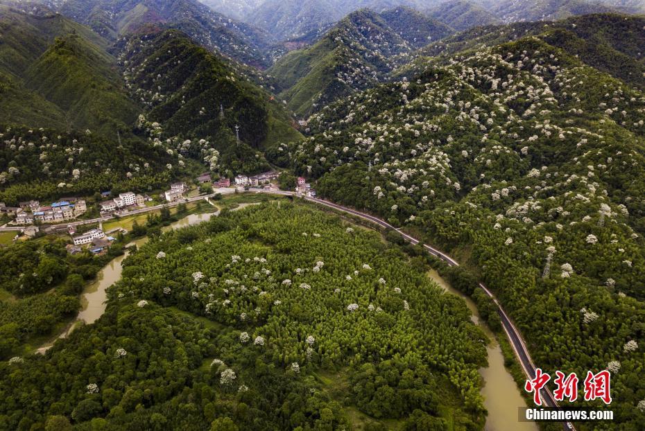 江西宜丰：乡村“最美”公路 雪白泡桐花点缀其间