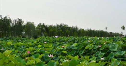 河南：镇平第二届荷花旅游月盛大启幕