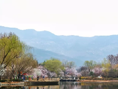 北京惊现超150万株的花海！明天起，这个地方将美出天际，引爆整个春天！