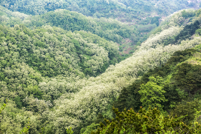 山东博山，漫山遍野槐花飘香