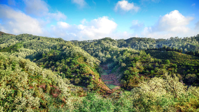 山东博山，漫山遍野槐花飘香