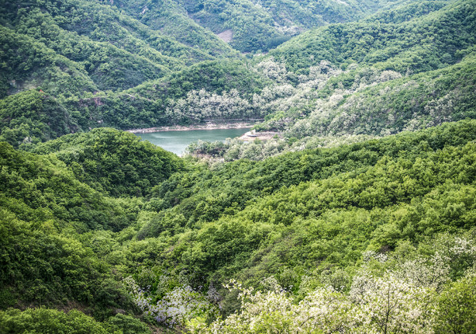 山东博山，漫山遍野槐花飘香