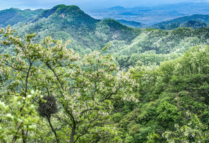 山东博山，漫山遍野槐花飘香