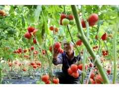 山东高青：黄河岸边荷美虾肥旅游兴